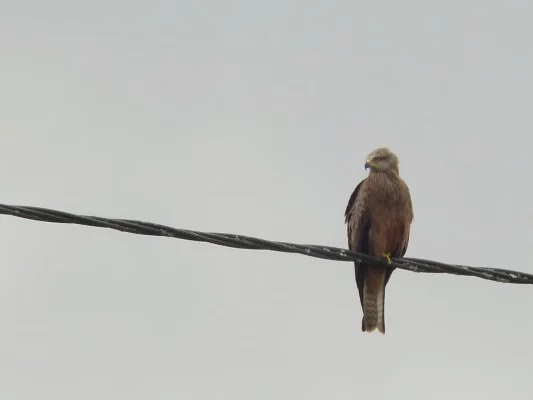 Les oiseaux des villes dans le parc et les jardins de l'Auzette