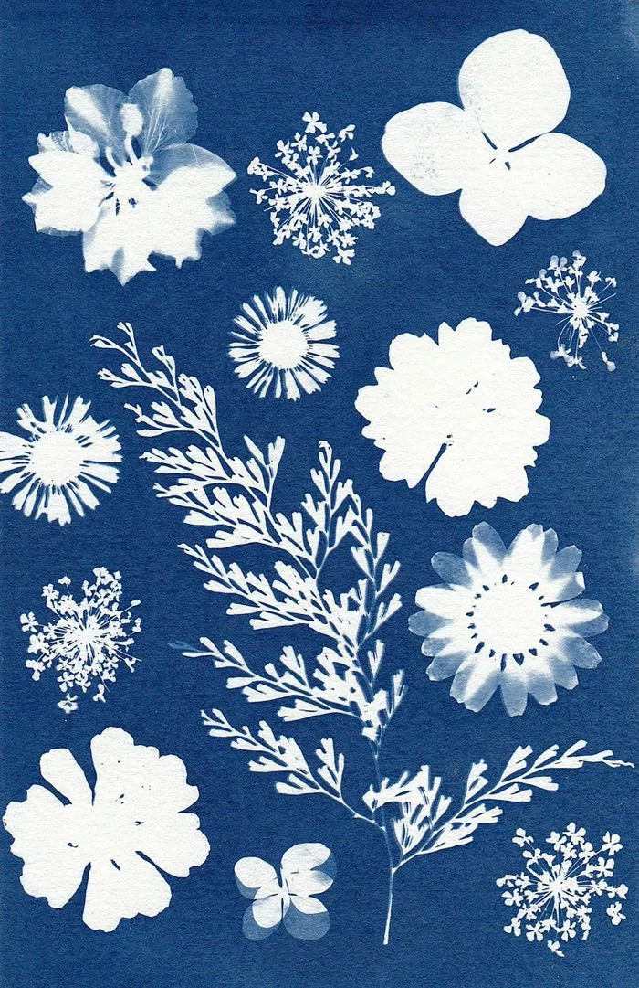 Atelier : Cyanotype