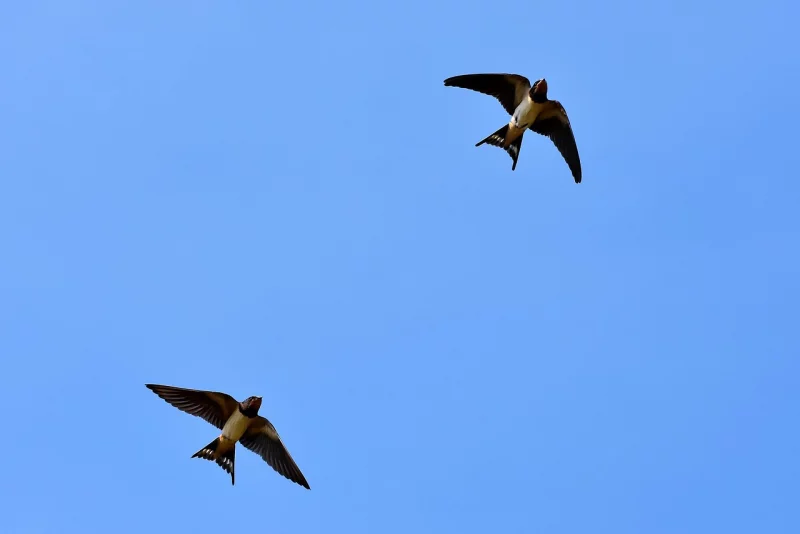 SORTIE NATURE - LES OISEAUX MIGRATEURS