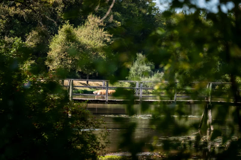Balade contée "Contes et légendes de Gascogne"