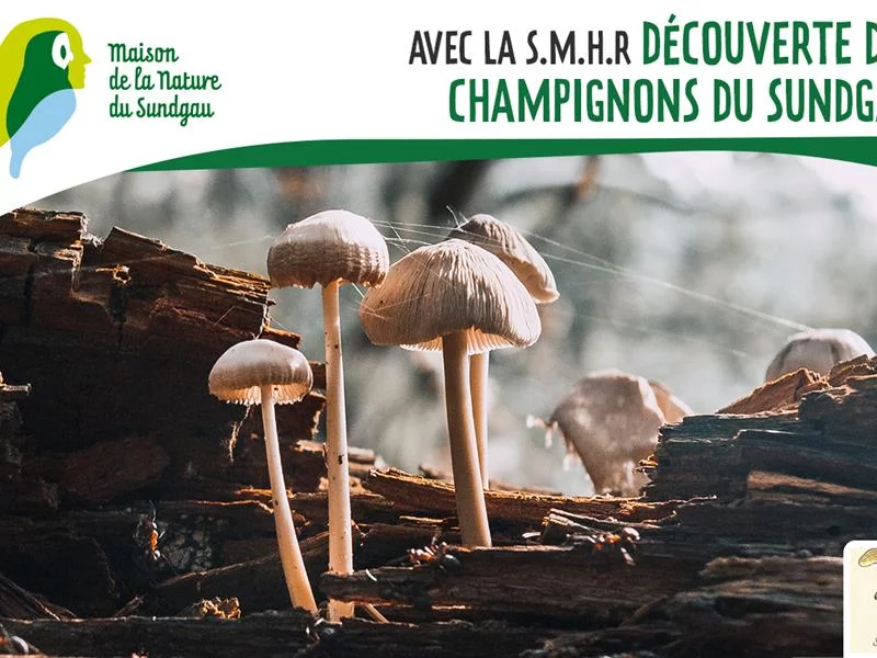 Découverte des champignons du Sundgau