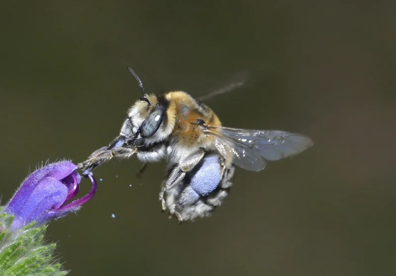 Grand jeu à la découverte des pollinisateurs !