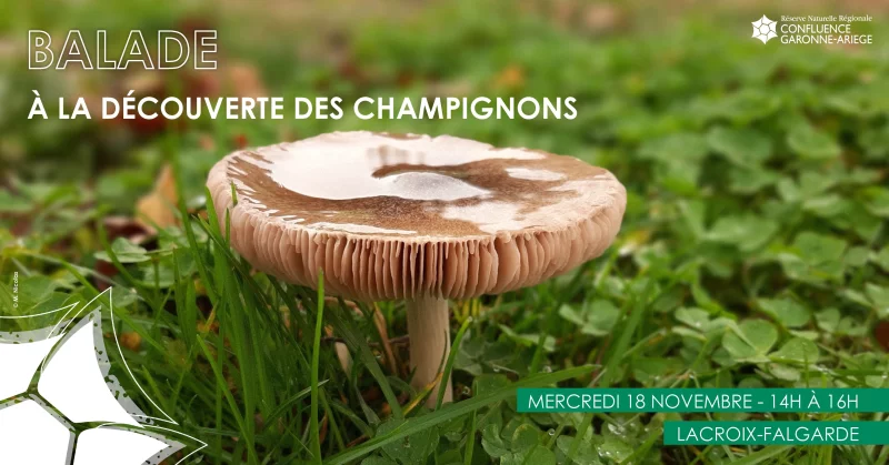 BALADE – A LA DÉCOUVERTE DES CHAMPIGNONS
