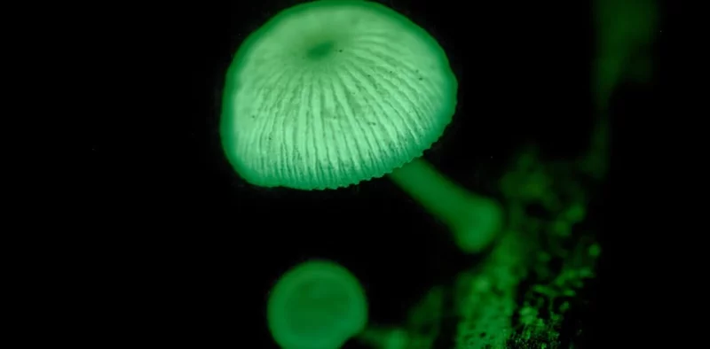 Le monde des champignons : terre et mystères !