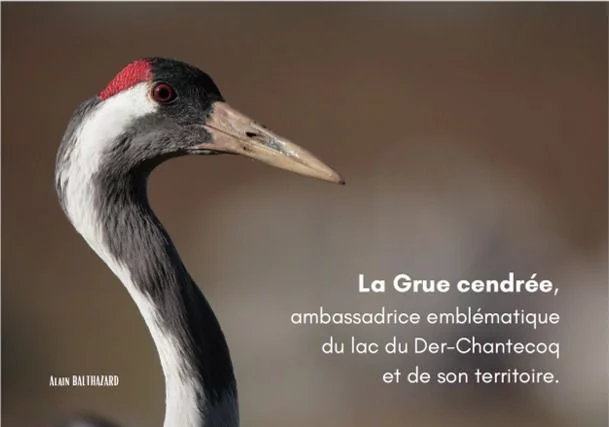 Exposition "La grue cendrée" du 01 au 25 septembre