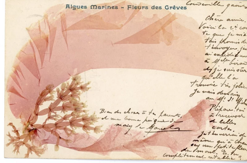 Atelier d'écriture autour de l'alguier de la naturaliste Maria Doublet avec Adeline Miermont Giustinati -Ile Tatihou