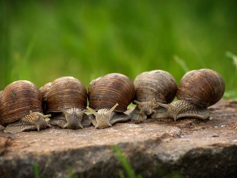Fête de l'escargot par les Schnackers