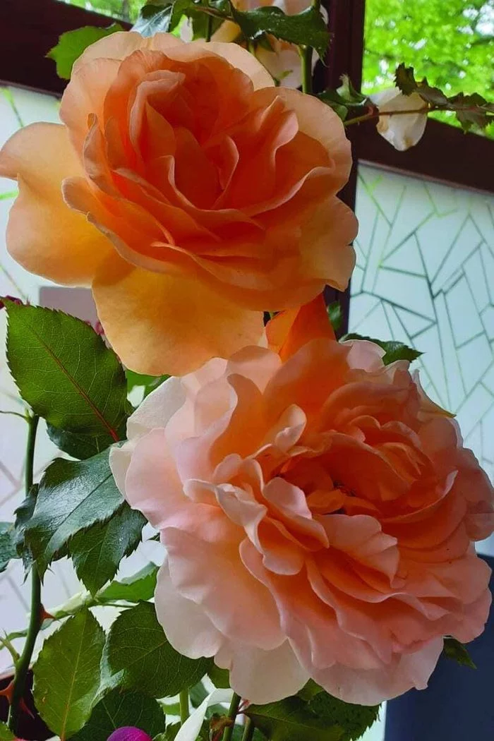 Conférence Histoire de la création d'une rose