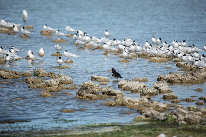 Oiseaux des plages