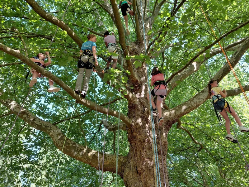 Stage de grimpe d'arbres