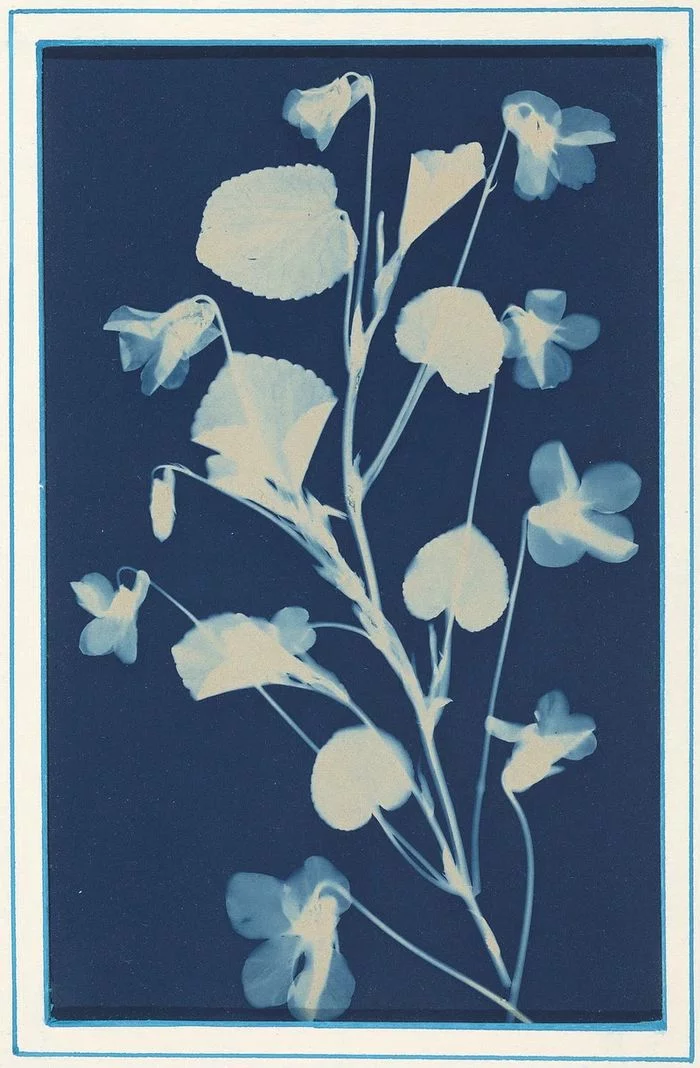 Atelier Cyanotype