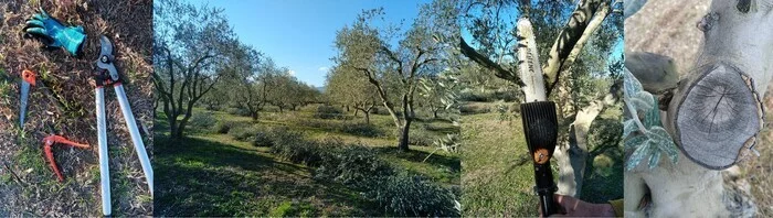 CA83 - Démonstration de matériels de taille en oléiculture