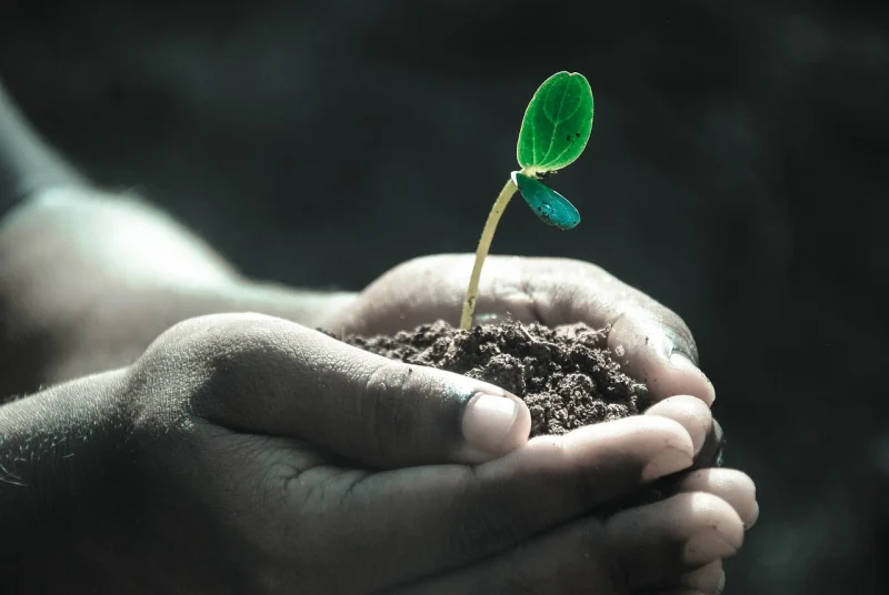 Vide-greniers et bourse aux  plantes
