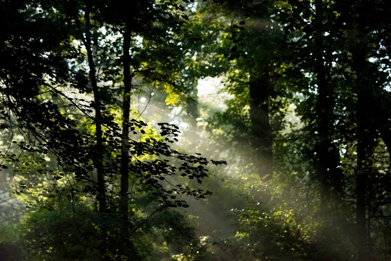 La Fête de l’Arbre
