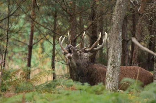 COMPLET | Le brame du Cerf