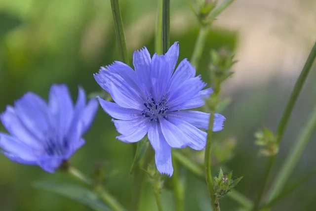 ATELIER RÉGULATION ÉMOTIONNELLE FLEURS DE BACH