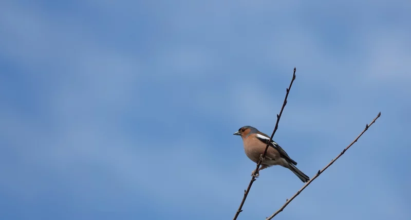 Participez à un inventaire ornithologique