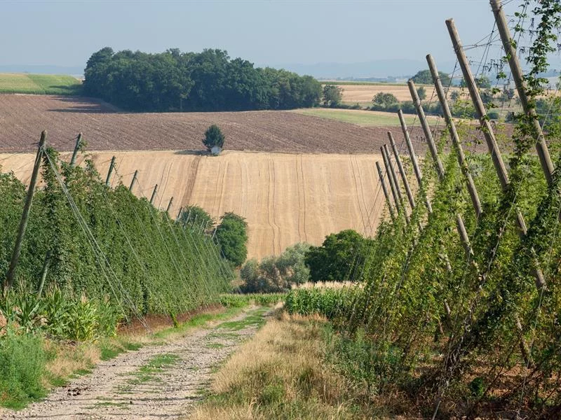 Les visites estivales pédestres du Sentier du Houblon