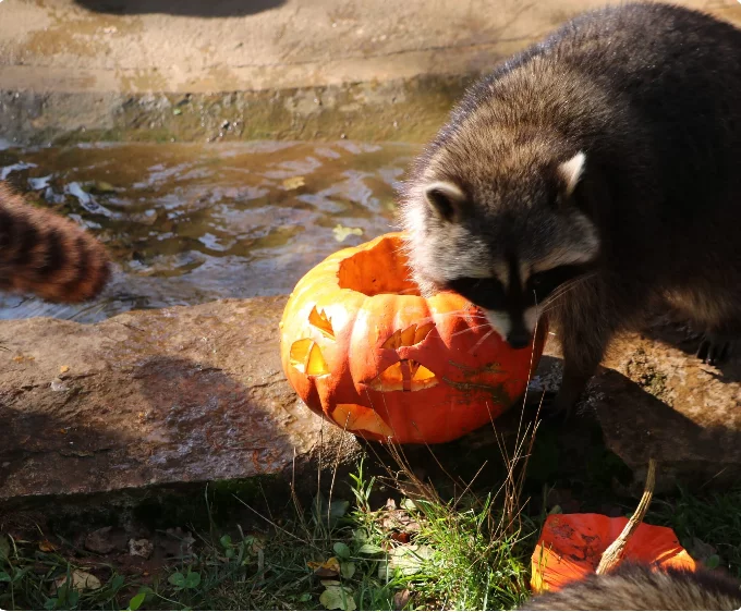 Journée Halloween au Parc animalier de Gramat