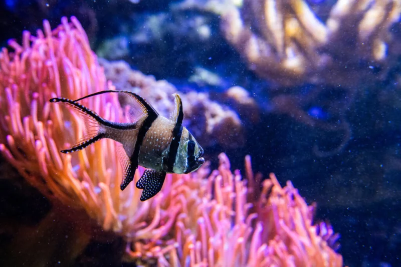 L'Affaire Hugo à l'Aquarium Refuge