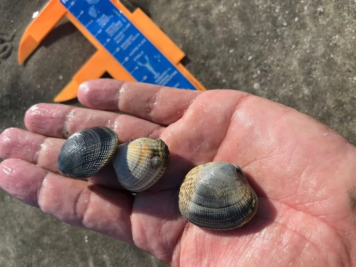Pêche à pied en Bretagne – Sortie découverte à Saint-Jacut-de-la-mer avec un guide nature