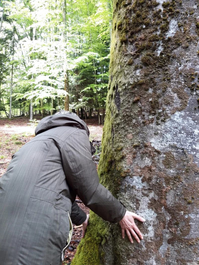Séance de sylvothérapie : vivez votre 1er bain de forêt