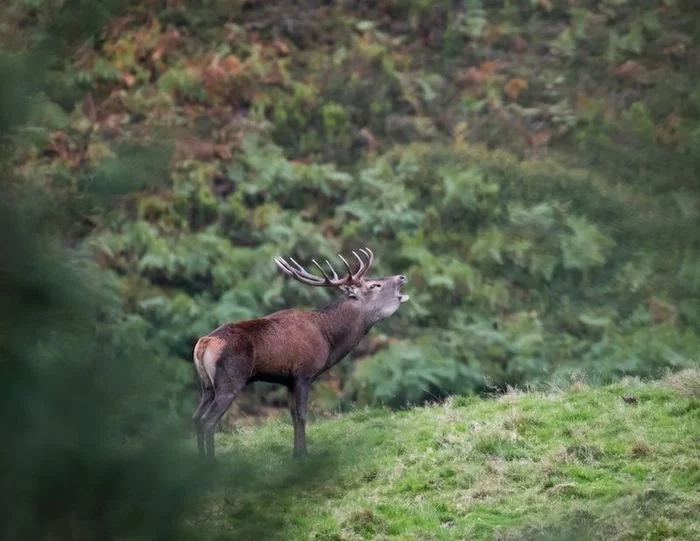 Aventure photo Brame du Cerf