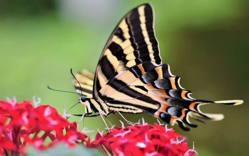 Printemps de la biodiversité - Sortie découverte des papillons du côteau de Légal