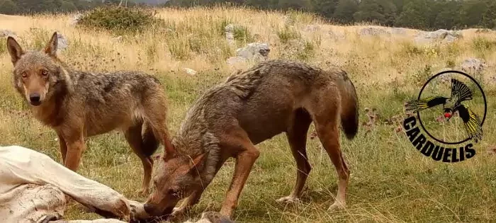Ciné-débat : La part du loup