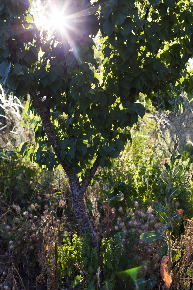 Fête des mille arbres