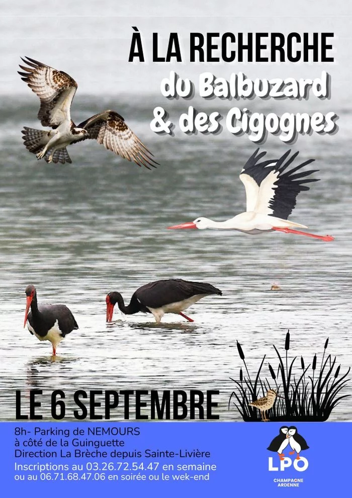 Sortie-observation du Balbuzard pêcheurs et des Cigognes (noirs ou blanches) sur le "Vieux Der".