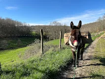 Visite aux ânes