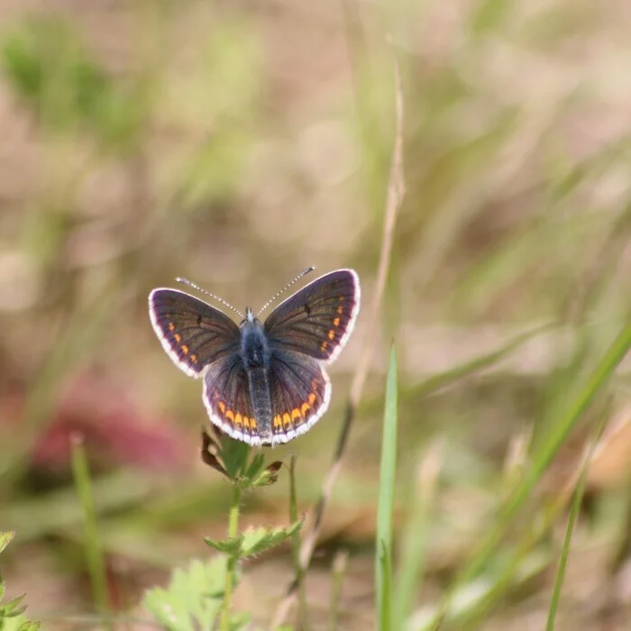 Les papillons diurnes