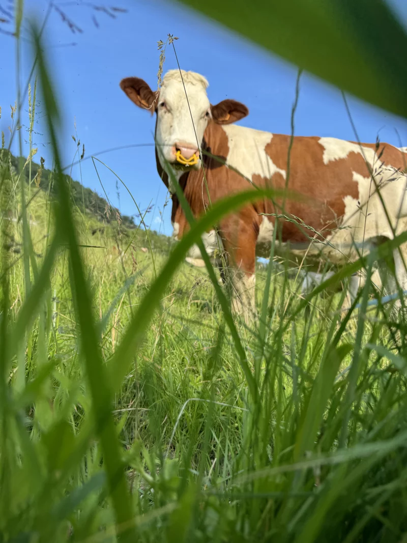 Comice agricole