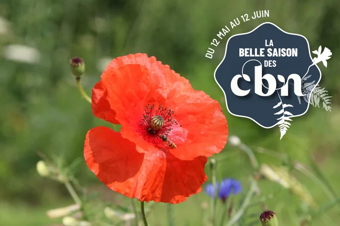 Sortie nature "Séduire à tout prix" - Bailleul (Nord)