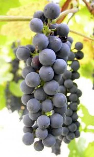 Soirée Beaujolais Nouveau