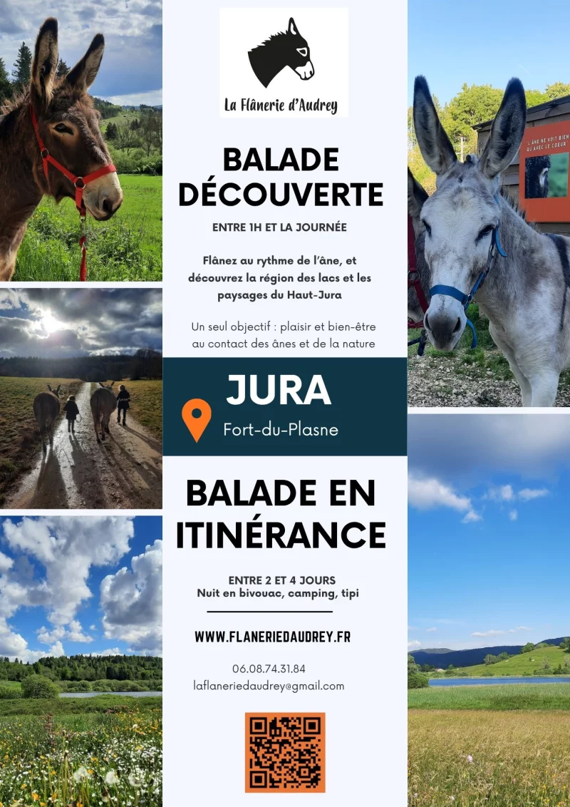Balade avec les ânes