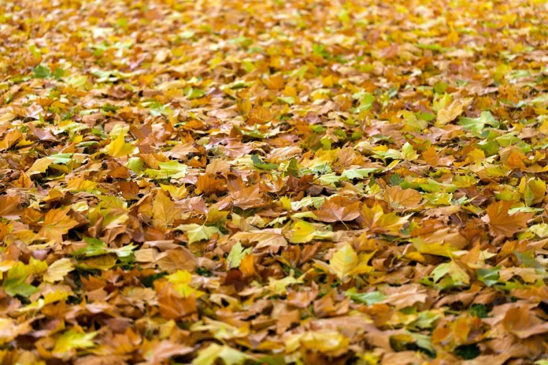 Les feuilles mortes, les arbres et leurs alliés