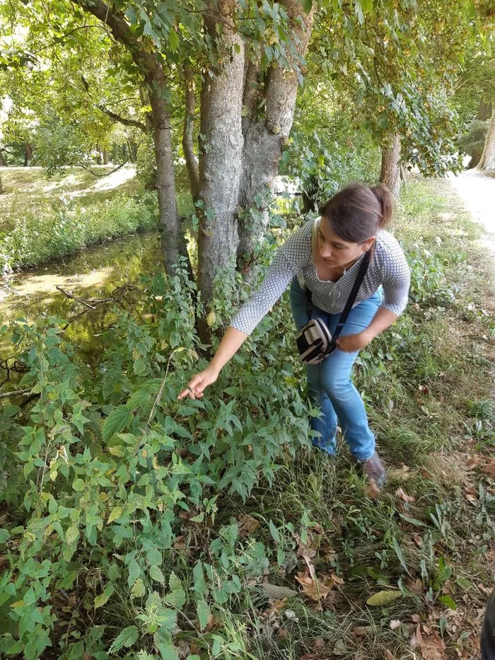 Balade nature : plantes sauvages comestibles et médicinales