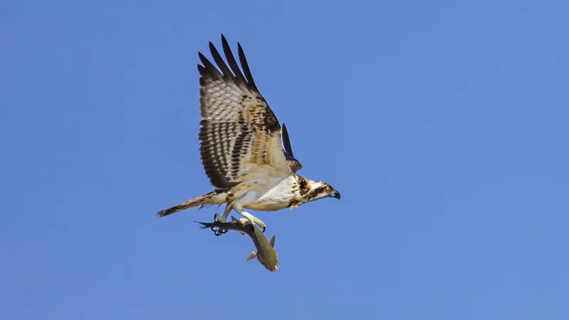 Balade nature : Symphonie des oiseaux
