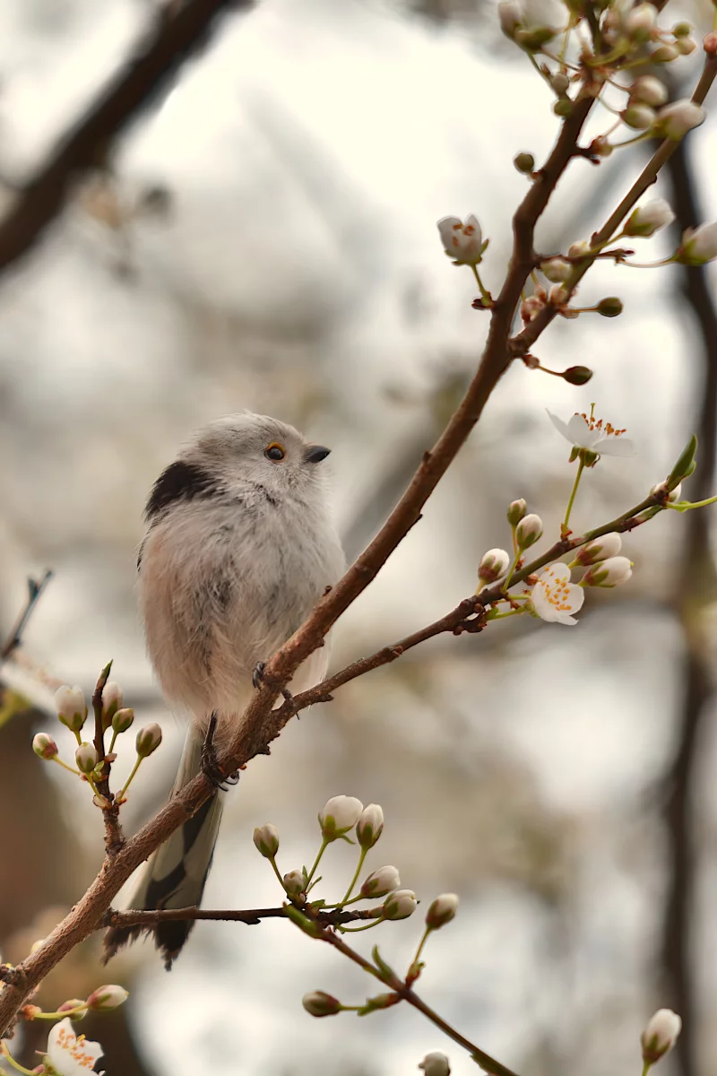 Exposition Oiseaux