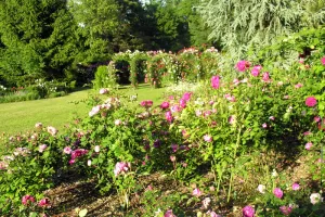 Les roses de Margot
