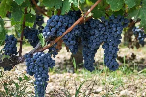 Banquet de vendanges au Château Haut-Bailly