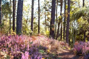 Balade Pédestre guidée