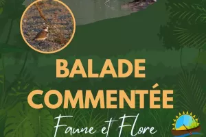 BALADE COMMENTÉE, FAUNE ET FLORE