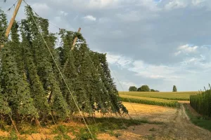 Les Vendredis Houblonnés sur le Sentier du Houblon