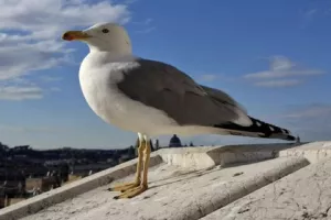 BALADE À LA DÉCOUVERTE DES OISEAUX