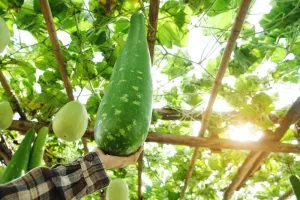 Calebasse : la plante gourde aux milles usages