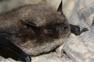 A la découverte des chauves-souris et de la faune nocturne de l'étang