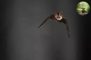 Les demoiselles de la nuit